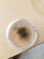 Cladosporium cladosporioides