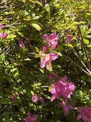 Rhododendron kiusianum