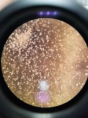 Cladosporium cladosporioides