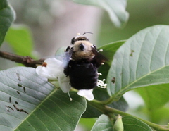 Xylocopa grisescens