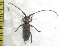 Eunidia thomseni