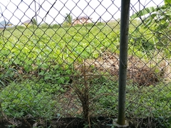 Oxybelis rutherfordi