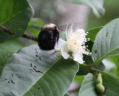 Xylocopa grisescens