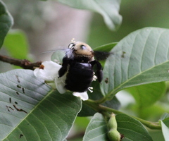 Xylocopa grisescens