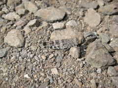 Scintharista notabilis