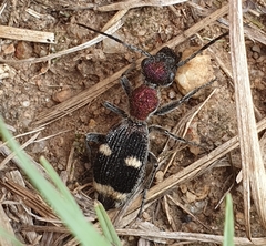 Eccoptoptera cupricollis