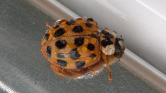 Harmonia axyridis