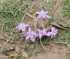 Moraea australis