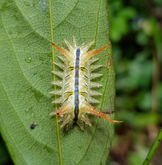 Hyphorma subterminalis