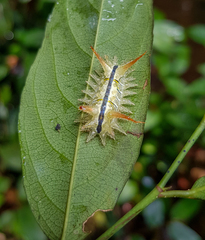 Hyphorma subterminalis