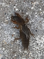 Neocurtilla