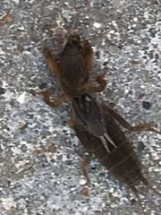 Neocurtilla