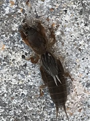 Neocurtilla