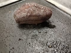 Cucumaria frondosa