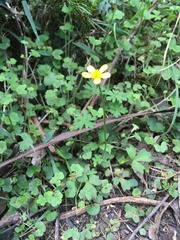 Ranunculus plebeius