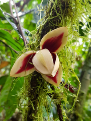Uvariodendron molundense image