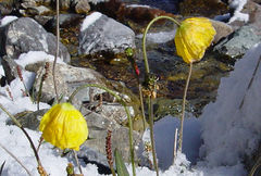 Papaver tianschanicum