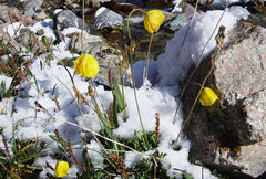 Papaver tianschanicum