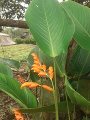 Stromanthe stromanthoides