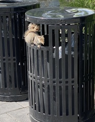 Sciurus carolinensis