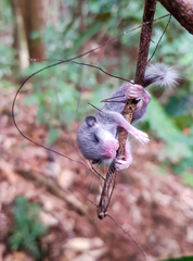 Graphiurus