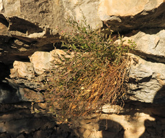 Rhinotropis lindheimeri
