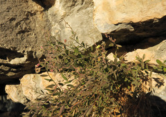 Rhinotropis lindheimeri