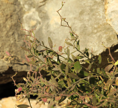 Rhinotropis lindheimeri