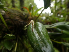 Pleurothallis anceps