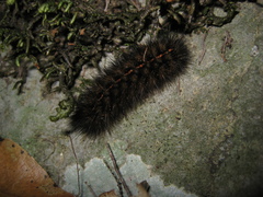 Canararctia rufescens