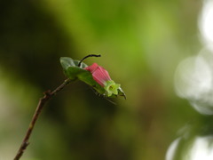 Macleania ericae