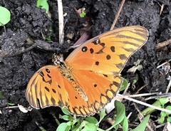 Dione vanillae