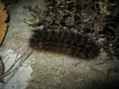 Canararctia rufescens