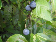 Passiflora tricuspis