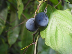 Passiflora tricuspis