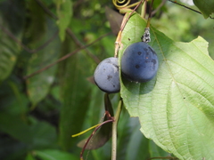 Passiflora tricuspis