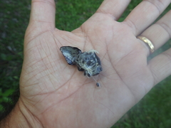 Passiflora tricuspis