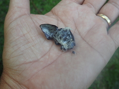 Passiflora tricuspis