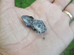 Passiflora tricuspis
