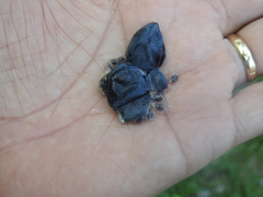 Passiflora tricuspis