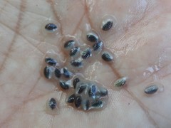 Passiflora tricuspis