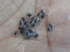 Passiflora tricuspis