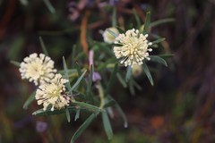 Isopogon sphaerocephalus
