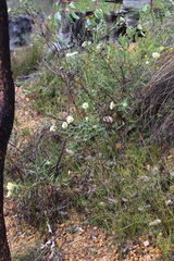 Isopogon sphaerocephalus