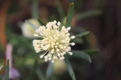 Isopogon sphaerocephalus