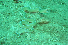 Gymnothorax albimarginatus