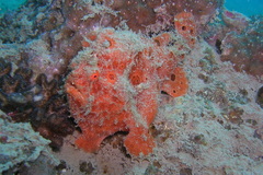 Antennarius maculatus
