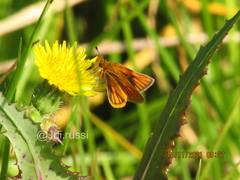 Ancyloxypha melanoneura