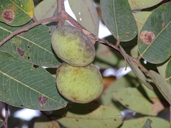 Detarium microcarpum