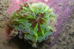 Euphyllia cristata